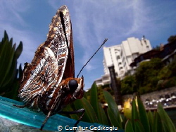 Butterfly
The view from my diving center. by Cumhur Gedikoglu 